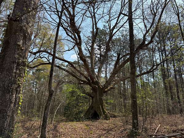 18 Acres of Land for Sale in Camp Hill, Alabama