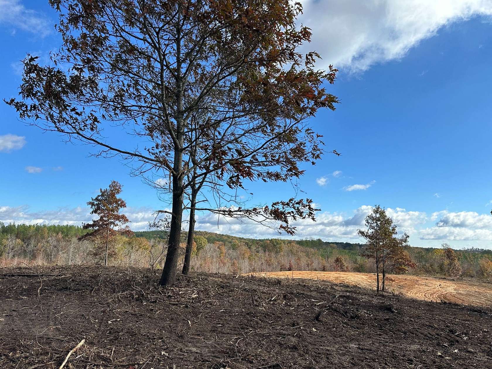 77 Acres of Land for Sale in Bear Creek, Alabama