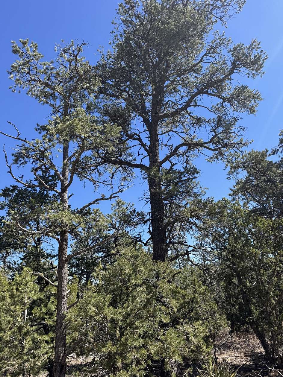 26.7 Acres of Recreational Land for Sale in Edgewood, New Mexico
