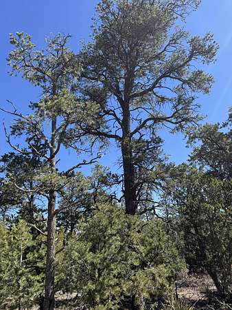 26.7 Acres of Recreational Land for Sale in Edgewood, New Mexico