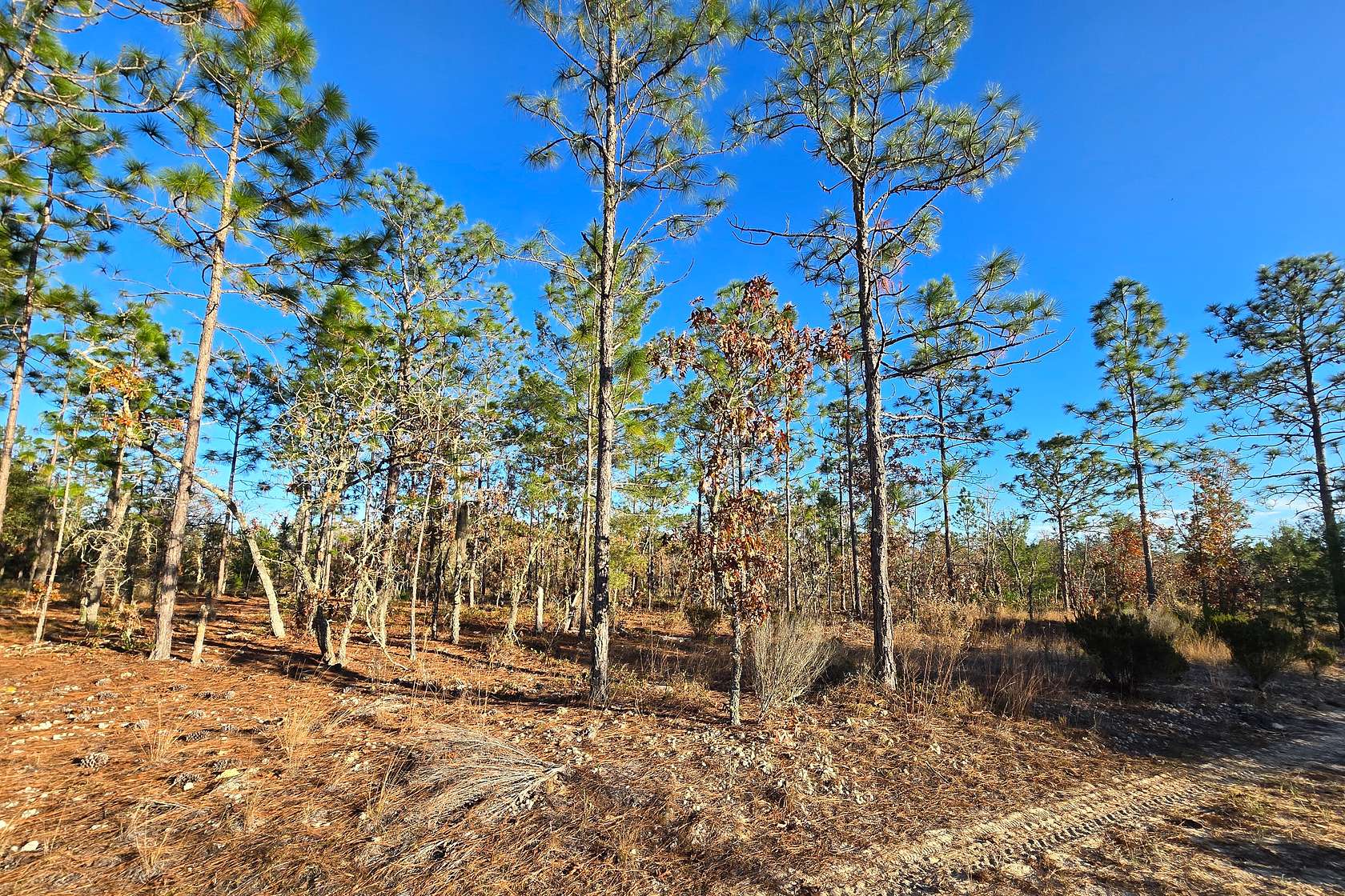 0.2 Acres of Residential Land for Sale in Hawthorne, Florida