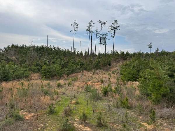 55.4 Acres of Recreational Land for Sale in Grenada, Mississippi