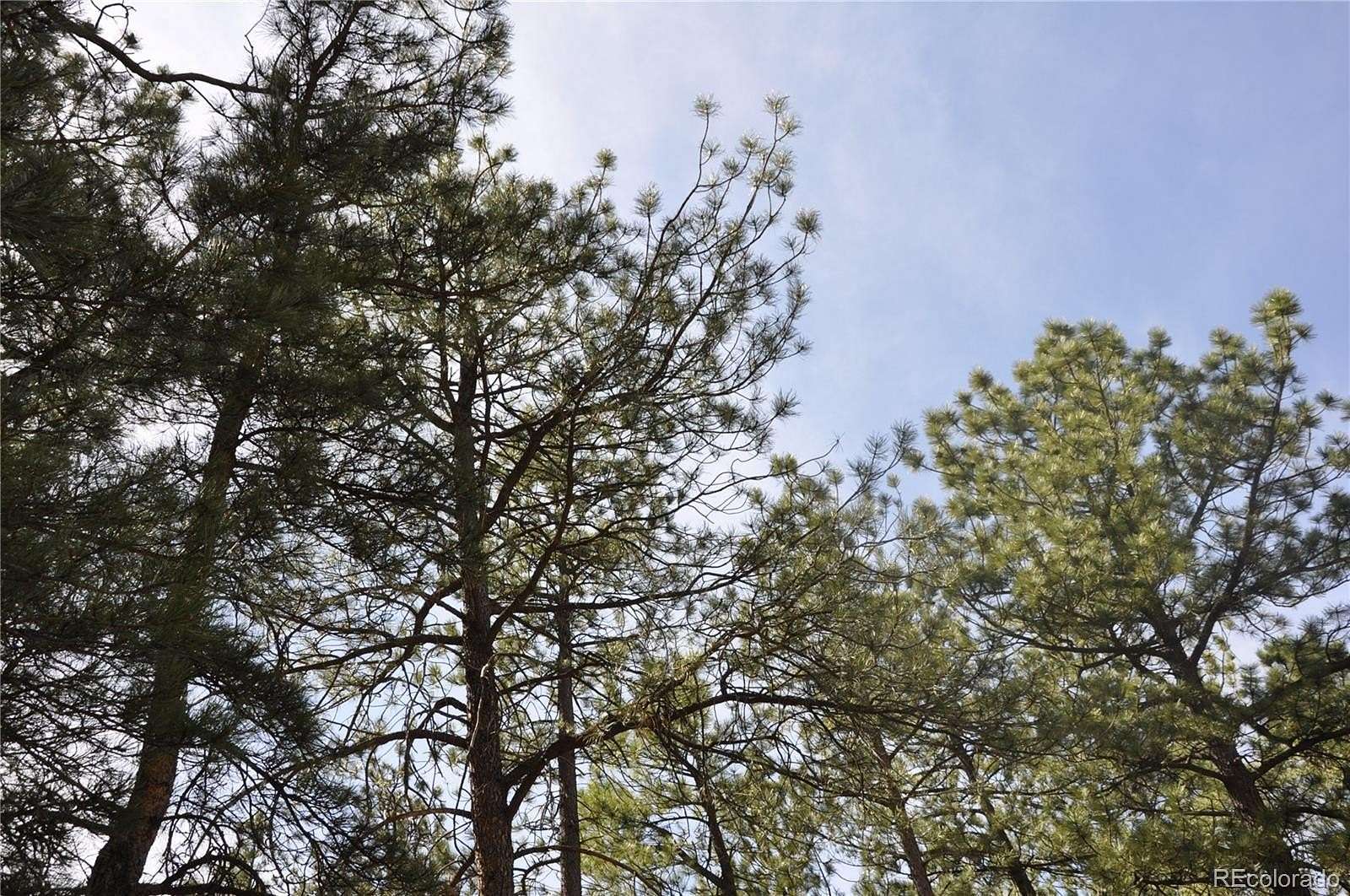 0.5 Acres of Land for Sale in Larkspur, Colorado