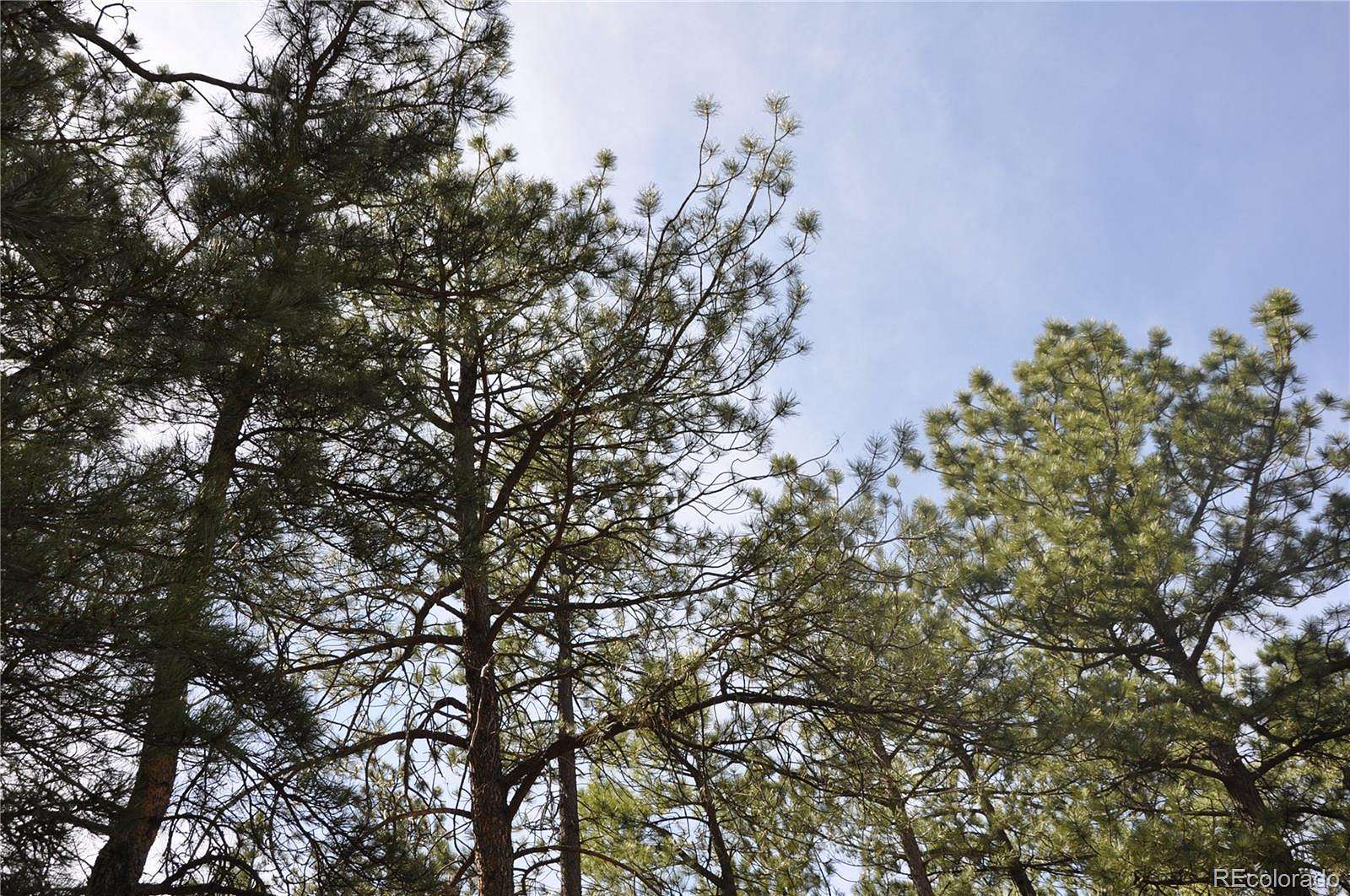 0.5 Acres of Land for Sale in Larkspur, Colorado