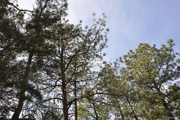 0.5 Acres of Land for Sale in Larkspur, Colorado