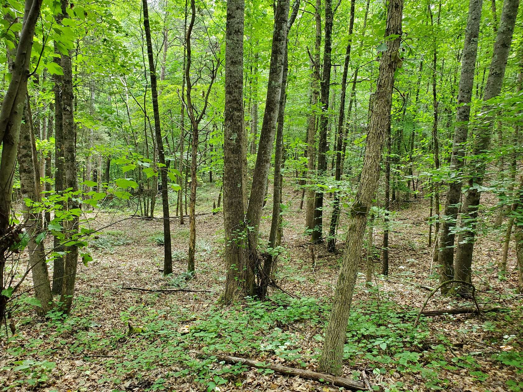 5 Acres of Residential Land for Sale in Niota, Tennessee