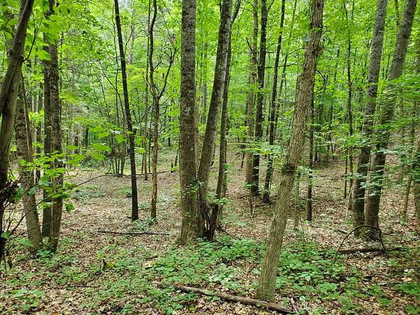 5 Acres of Residential Land for Sale in Niota, Tennessee