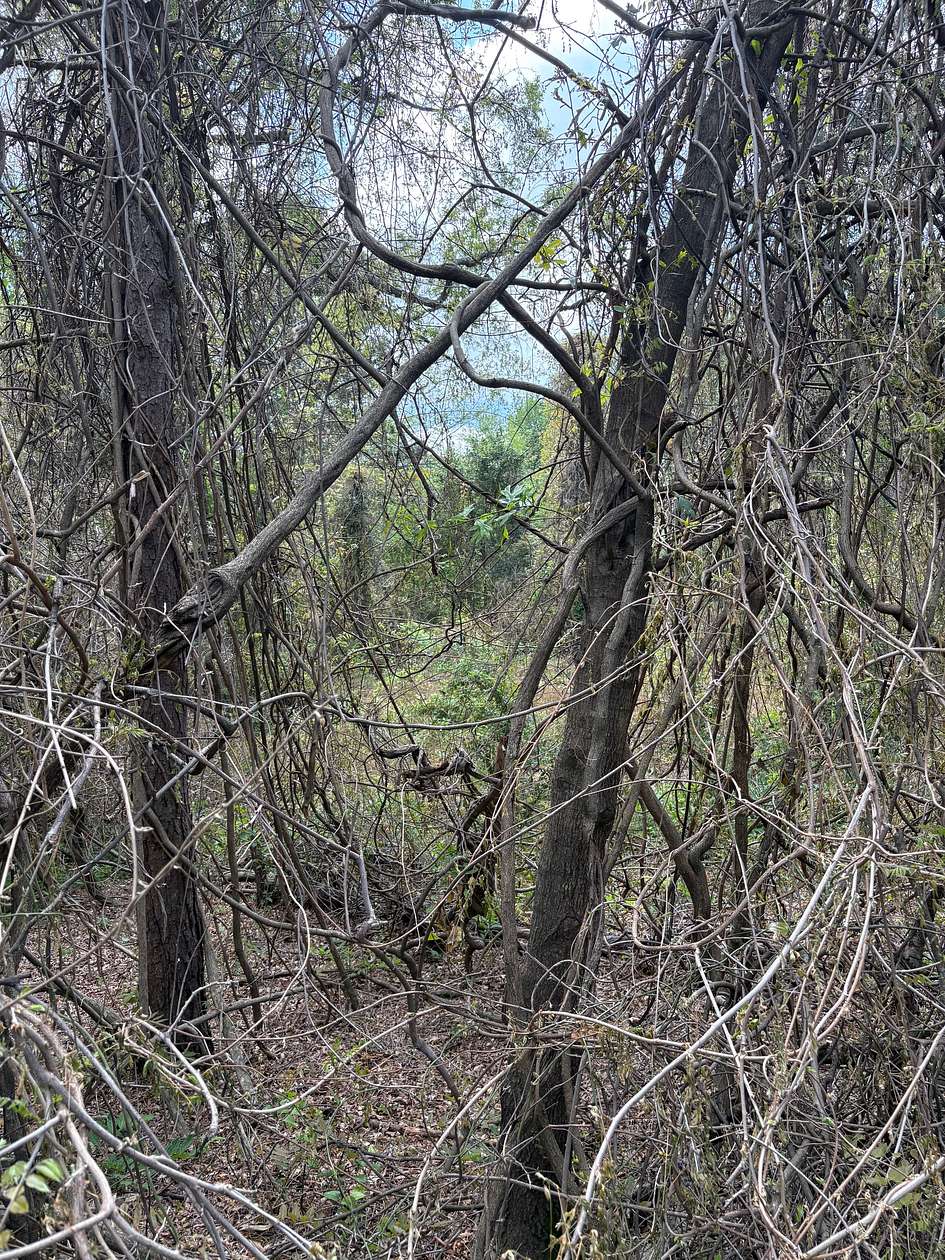 2 Acres of Commercial Land for Sale in De Kalb, Texas