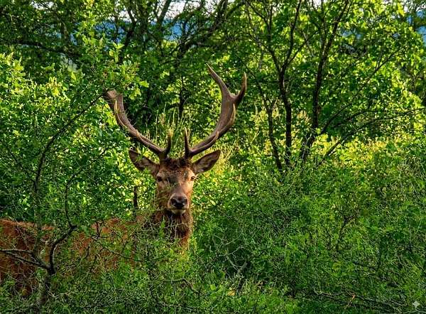 57 Acres of Land with Home for Sale in Tuskahoma, Oklahoma