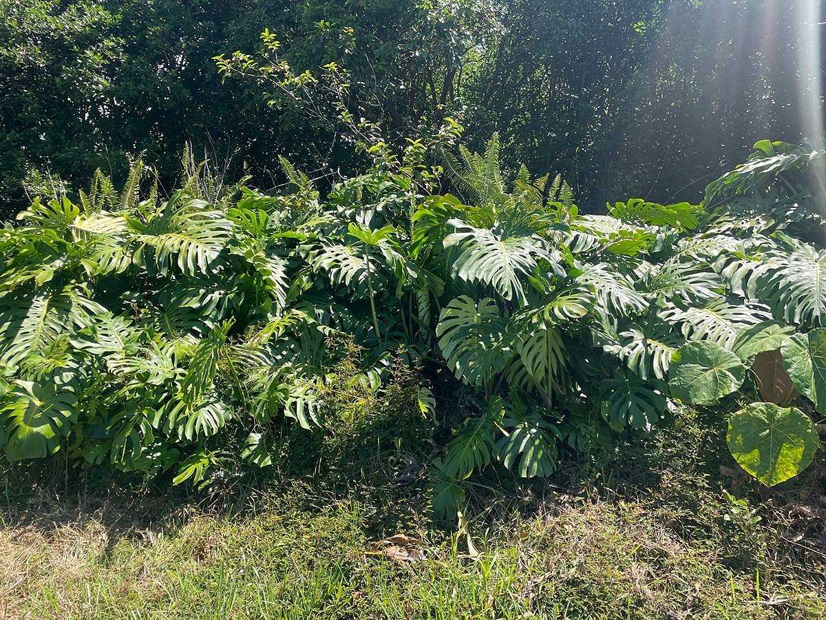 0.28 Acres of Residential Land for Sale in Pahoa, Hawaii