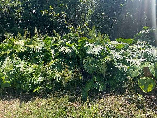 0.28 Acres of Residential Land for Sale in Pahoa, Hawaii