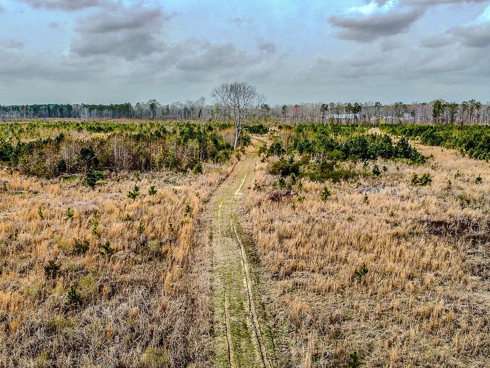 60 Acres of Land for Sale in Denmark, South Carolina