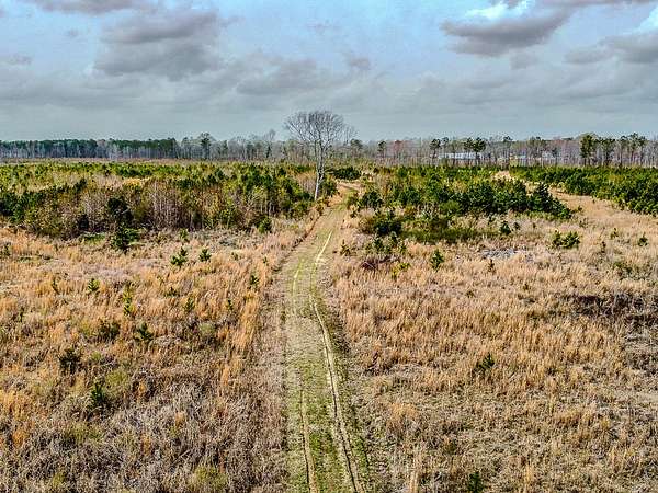 60 Acres of Land for Sale in Denmark, South Carolina