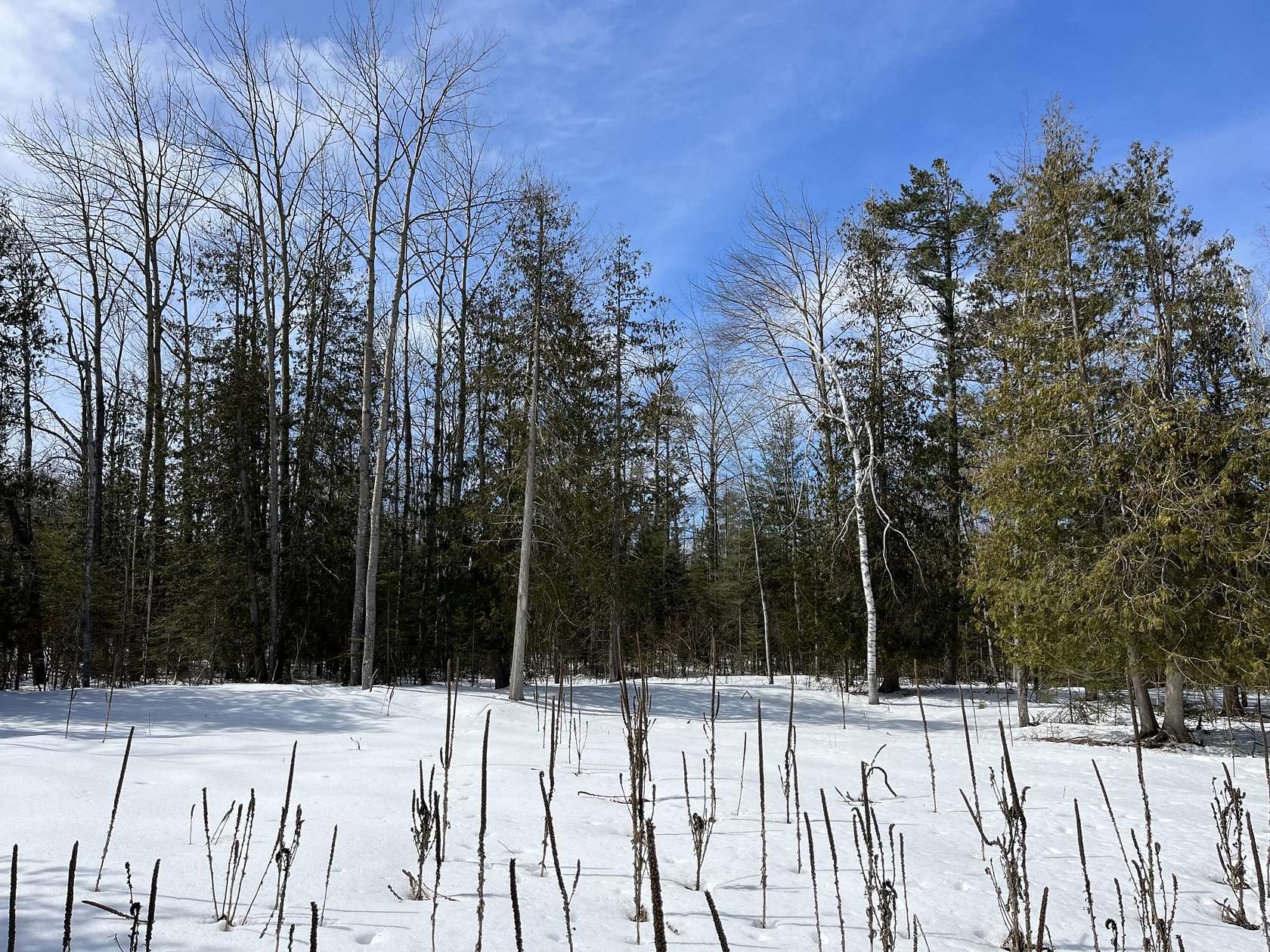 0.3 Acres of Residential Land for Sale in Presque Isle, Michigan