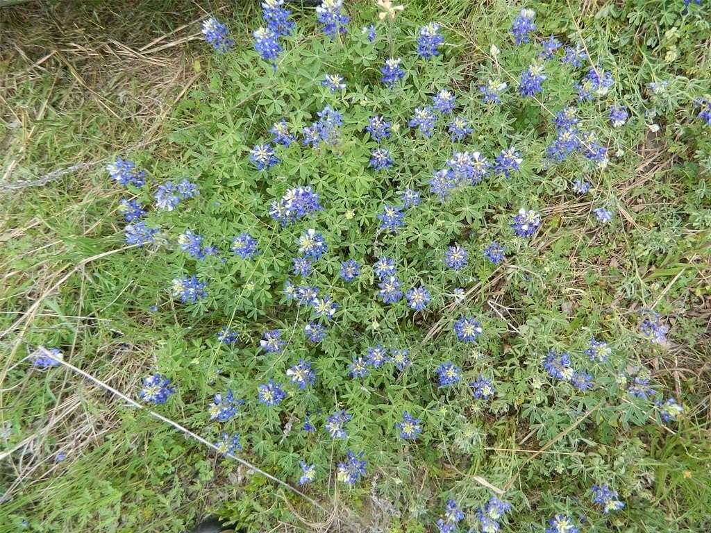 30 Acres of Recreational & Residential Land for Sale in Corsicana, Texas