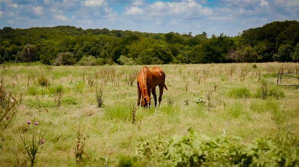 10.5 Acres of Land for Sale in Milford, Texas