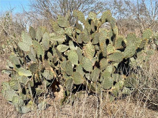 25 Acres of Recreational & Residential Land for Sale in Alice, Texas