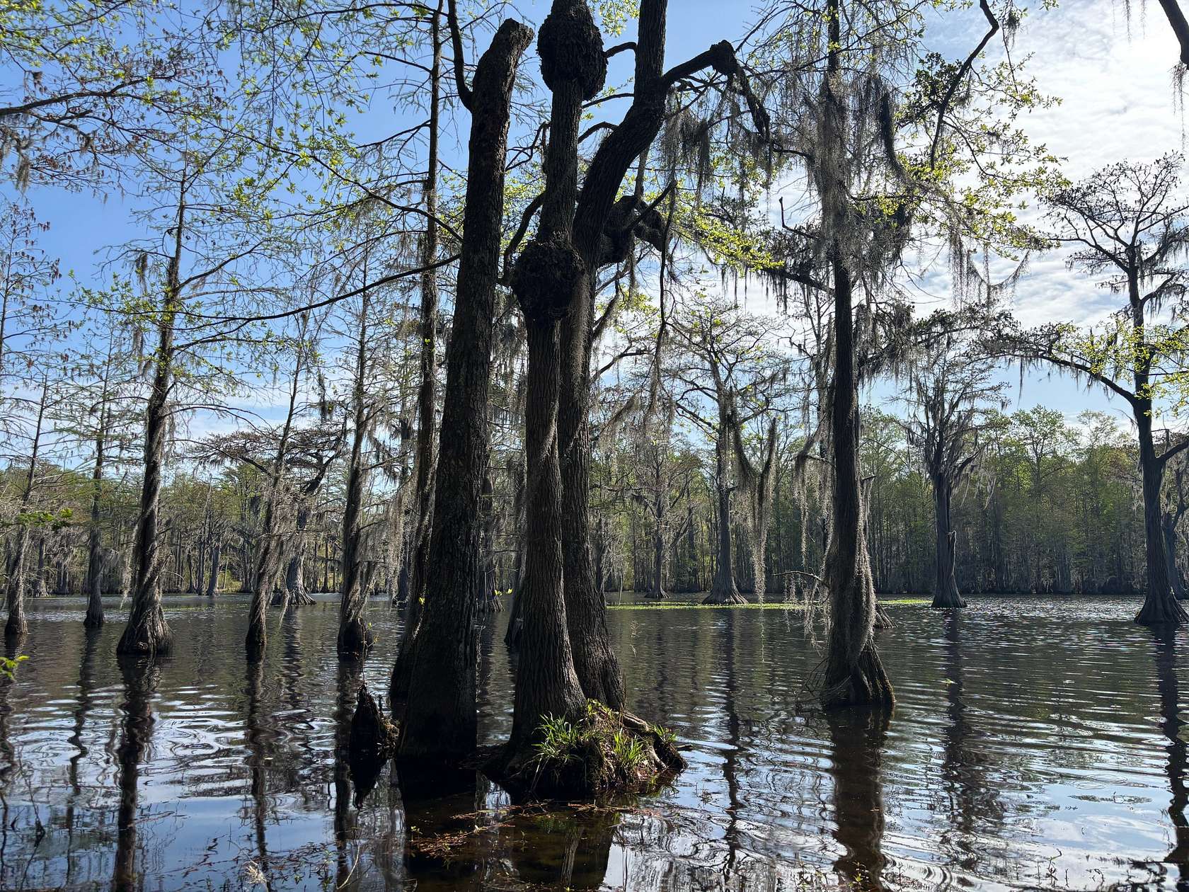 3.74 Acres of Residential Land for Sale in Oats, South Carolina