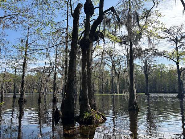 3.74 Acres of Residential Land for Sale in Oats, South Carolina