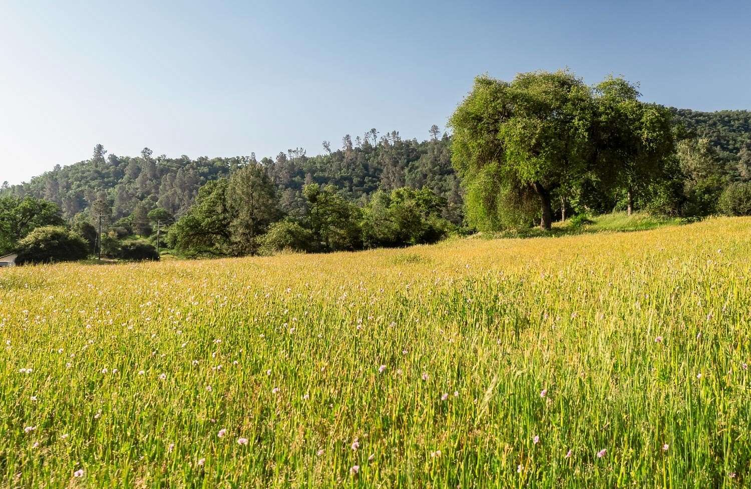 2.26 Acres of Residential Land for Sale in Tollhouse, California