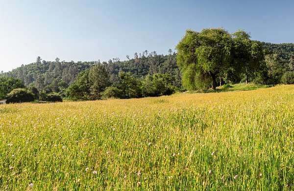 2.26 Acres of Residential Land for Sale in Tollhouse, California