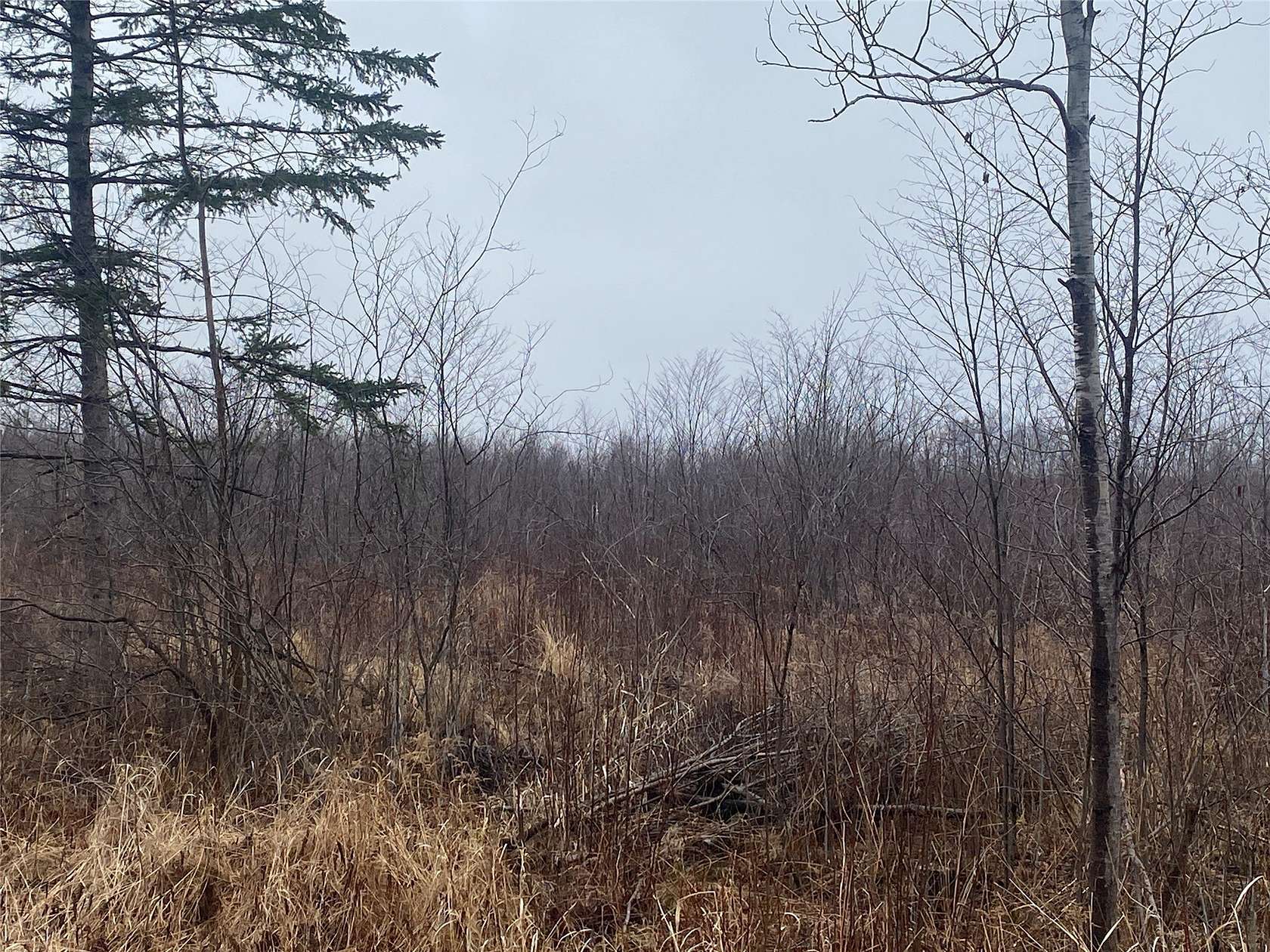 20 Acres of Land for Sale in Ogema, Wisconsin