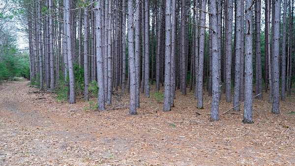 255 Acres of Recreational Land for Sale in Adams, Wisconsin