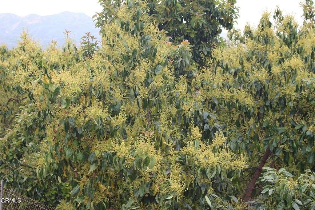 28.7 Acres of Agricultural Land for Sale in Piru, California