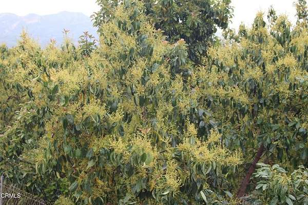 28.7 Acres of Agricultural Land for Sale in Piru, California