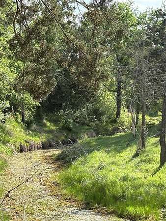 10 Acres of Recreational & Residential Land for Sale in Gustine, Texas