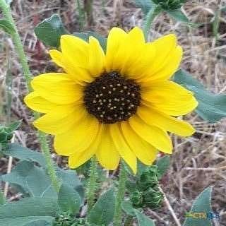 3.66 Acres of Residential Land for Sale in Seguin, Texas