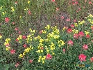 3.66 Acres of Residential Land for Sale in Seguin, Texas