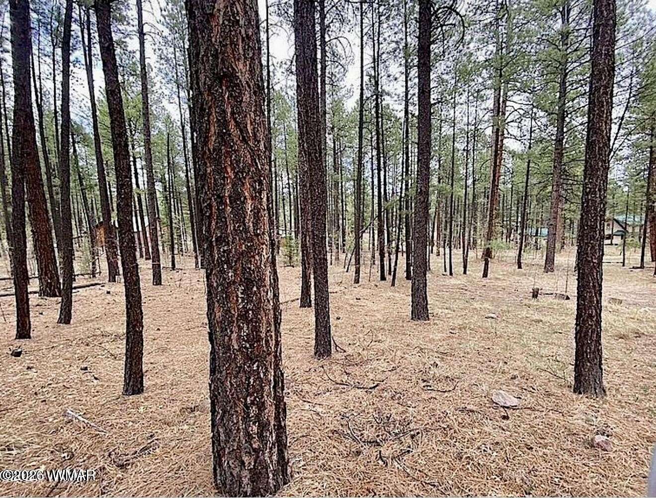 1 Acre of Residential Land for Sale in Alpine, Arizona