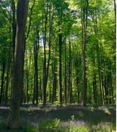 4 Acres of Residential Land for Sale in Easton, Massachusetts