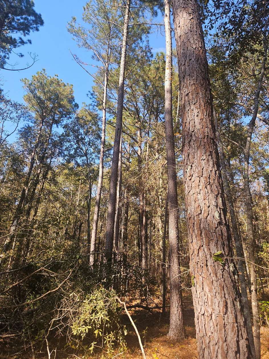 11.4 Acres of Recreational & Residential Land for Sale in Wrens, Georgia