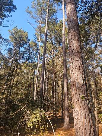 11.4 Acres of Recreational & Residential Land for Sale in Wrens, Georgia