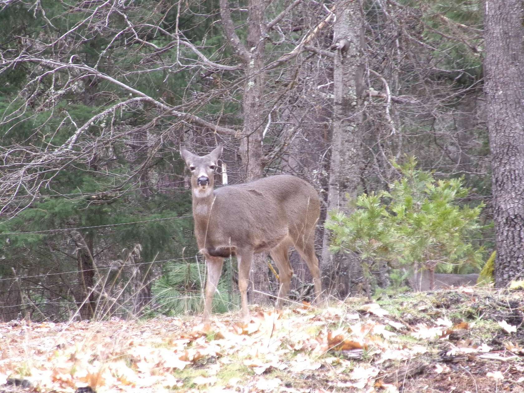 20 Acres of Recreational Land for Sale in Etna, California