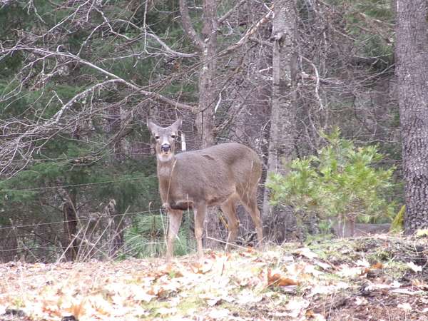 20 Acres of Recreational Land for Sale in Etna, California
