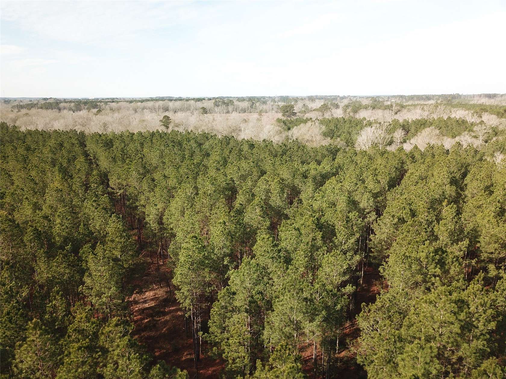 80 Acres of Recreational Land for Sale in Zwolle, Louisiana