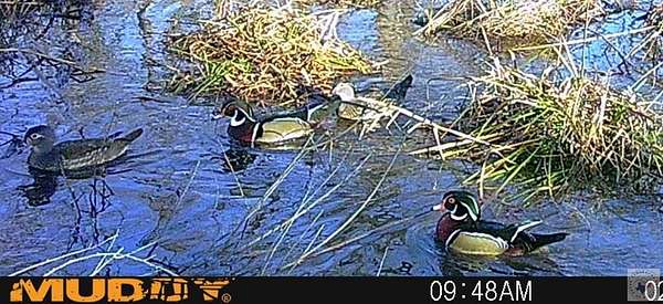 40 Acres of Land for Sale in Atlanta, Texas