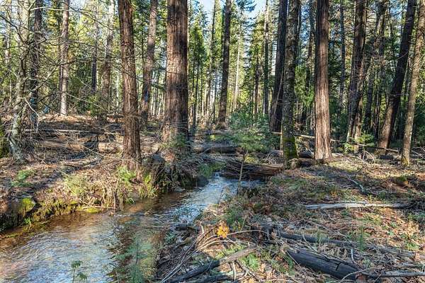 32.7 Acres of Recreational & Residential Land for Sale in Shingletown, California