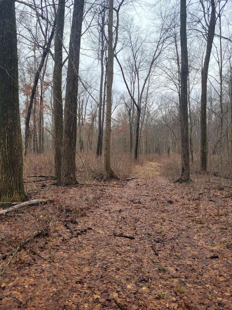 99.5 Acres of Land for Sale in Colon, Michigan