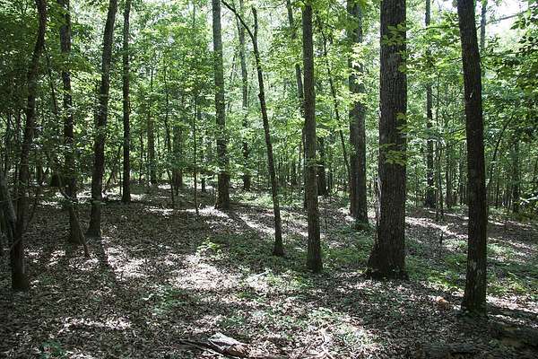 55 Acres of Recreational & Residential Land for Sale in Hephzibah, Georgia