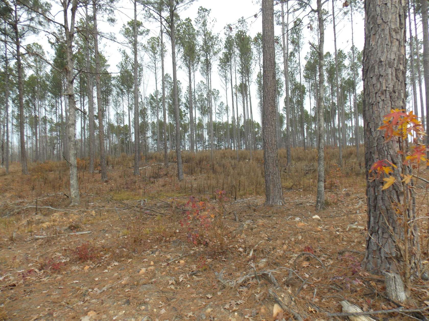 9 Acres of Residential Land for Sale in Lincolnton, Georgia