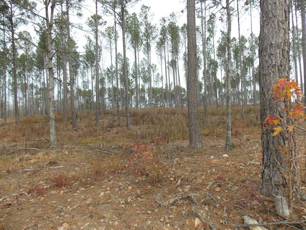 9 Acres of Residential Land for Sale in Lincolnton, Georgia