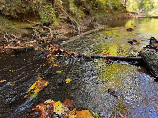 82.3 Acres of Recreational Land for Sale in Chase City, Virginia