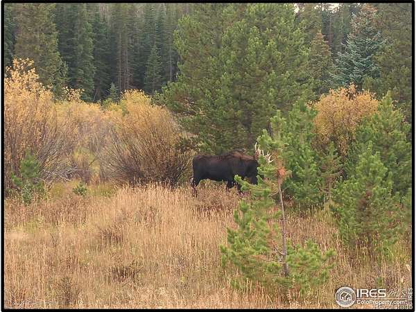 2.5 Acres of Land for Sale in Red Feather Lakes, Colorado