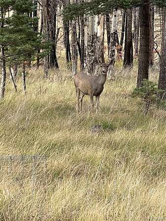 2.7 Acres of Residential Land for Sale in Fort Garland, Colorado