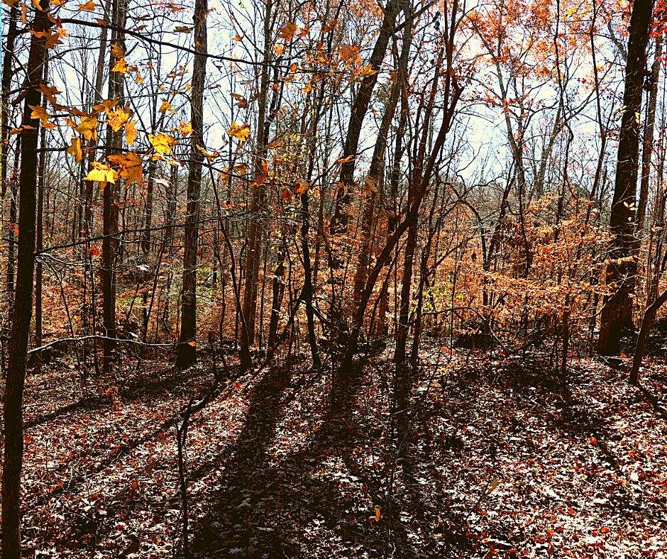 0.76 Acres of Residential Land for Sale in Lavonia, Georgia