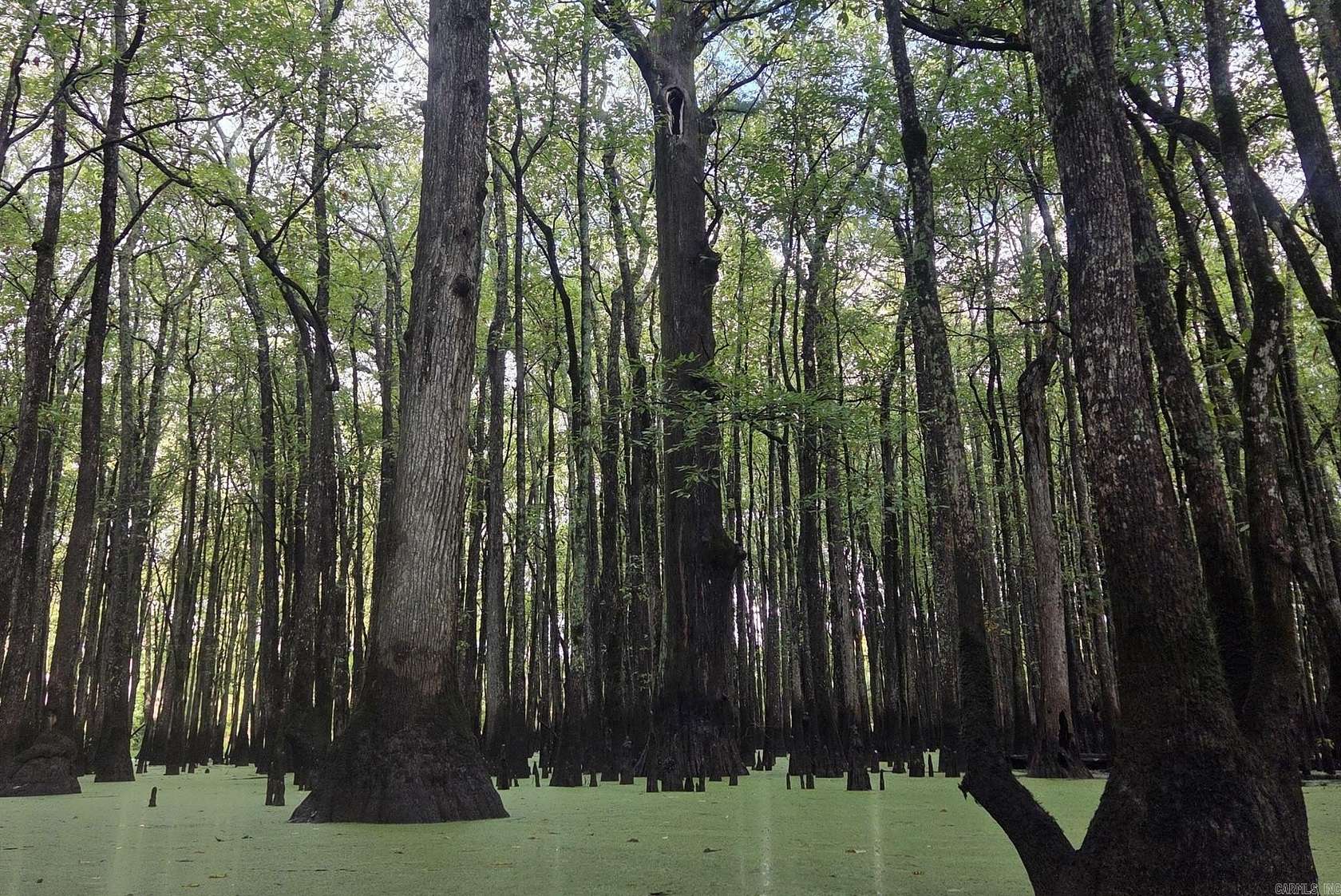 40 Acres of Land for Sale in Aubrey, Arkansas